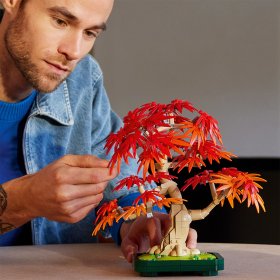 Bonsai de artar japonez rosu