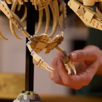 Fosile de dinozaur: Tyrannosaurus Rex