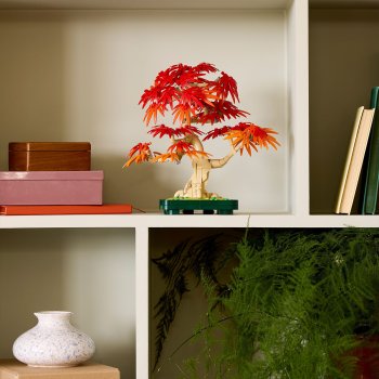 Bonsai de artar japonez rosu