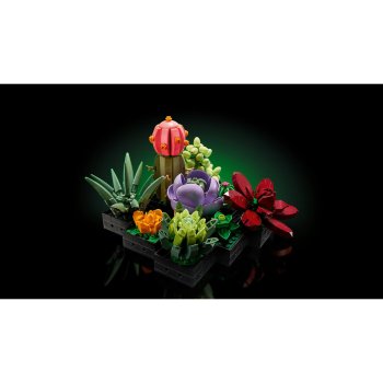 Plante Suculente