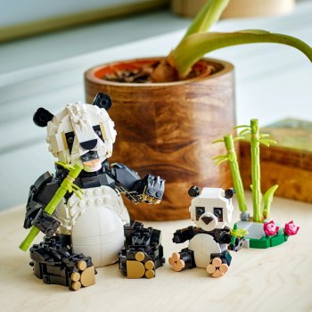 Animale salbatice: Familia de ursi panda