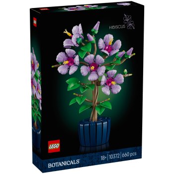 Hibiscus