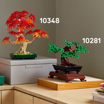 Bonsai de artar japonez rosu
