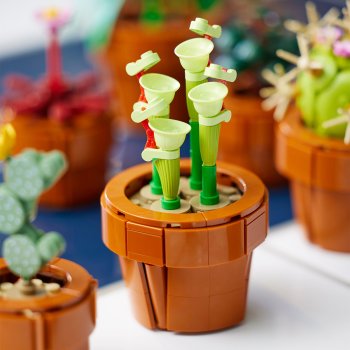 Plantute in ghiveci