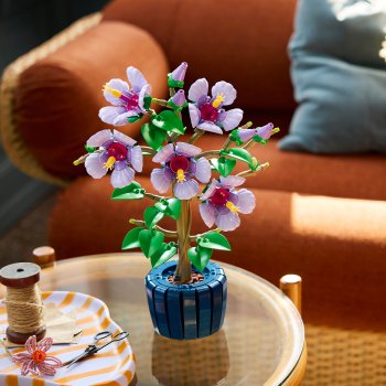 Hibiscus