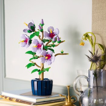 Hibiscus