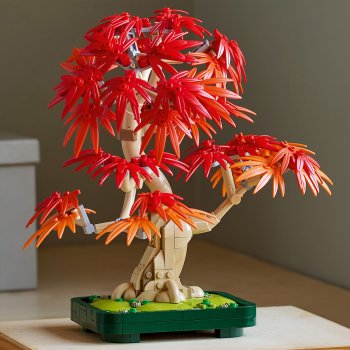 Bonsai de artar japonez rosu