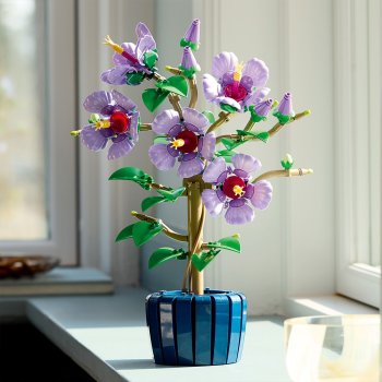 Hibiscus