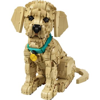 Cățeluș Golden Retriever
