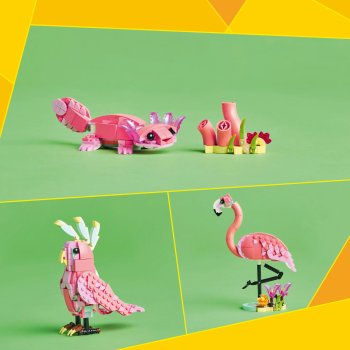 Animale salbatice: Flamingo roz