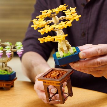 Arbori bonsai