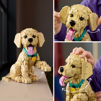 Cățeluș Golden Retriever