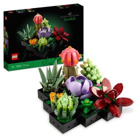 Plante Suculente