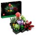 Plante Suculente