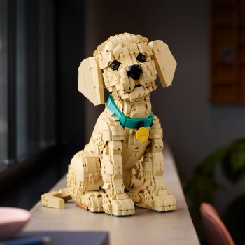 Cățeluș Golden Retriever