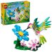 Animale sălbatice: Colibri colorat