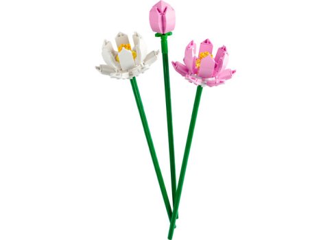Lotus