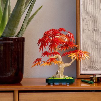 Bonsai de artar japonez rosu