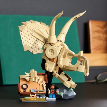 Fosile de dinozaur: craniu de Triceratops