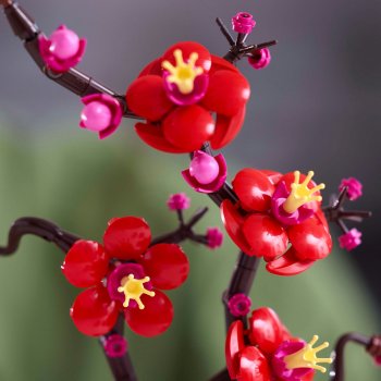 Flori de prun