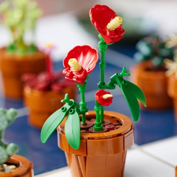 Plantute in ghiveci