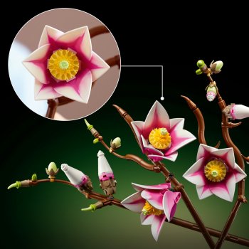 Ramuri de magnolie