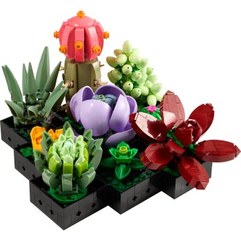Plante Suculente