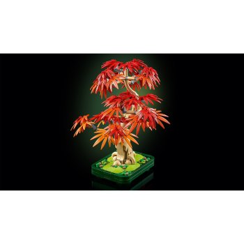 Bonsai de artar japonez rosu