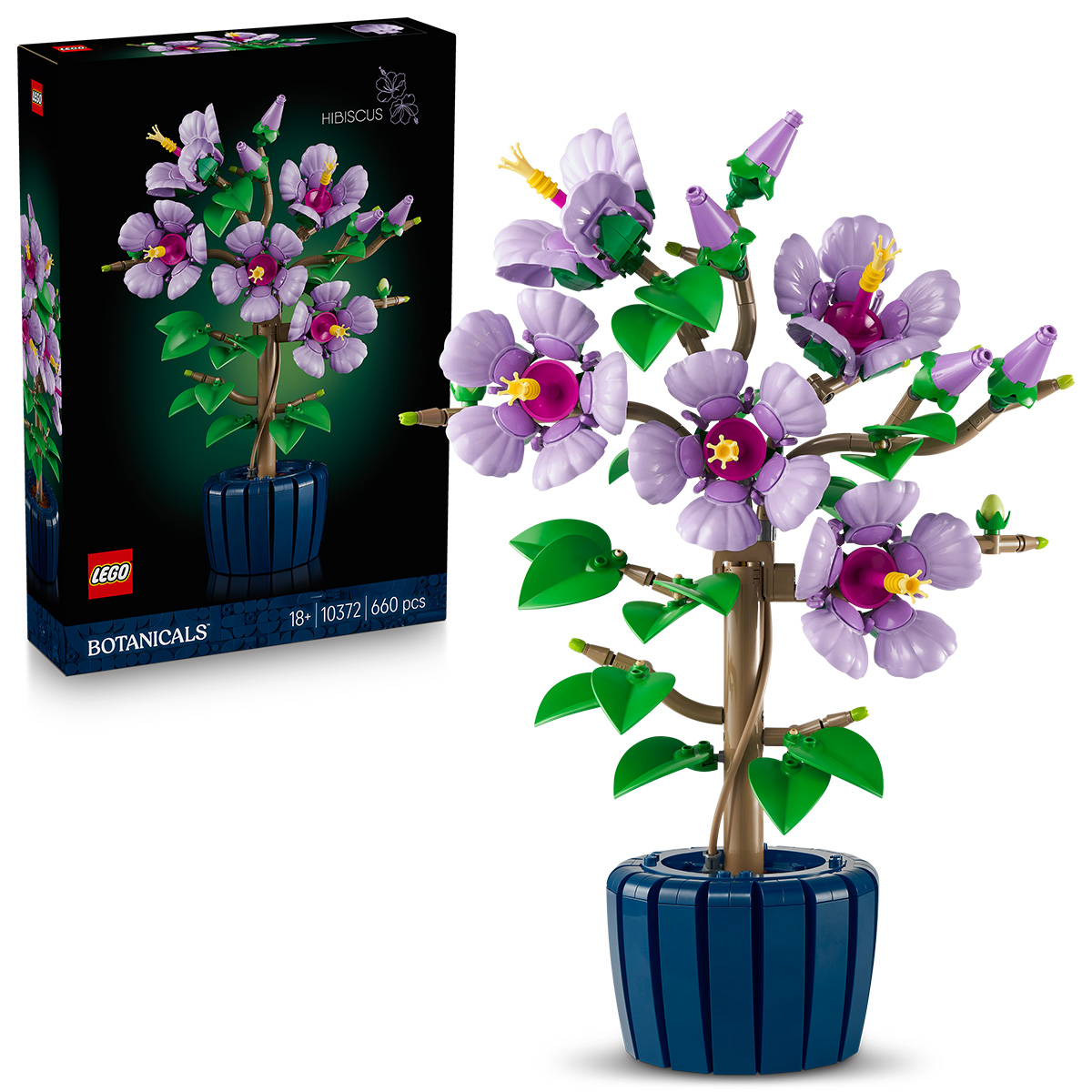 Hibiscus