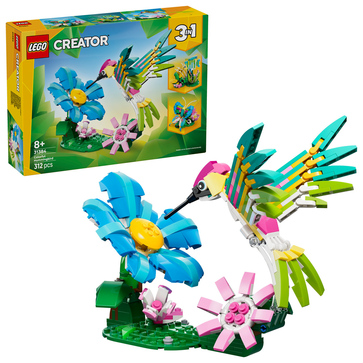Animale sălbatice: Colibri colorat